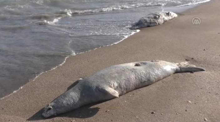 Hazar Denizi kıyısına vuran ölü fok sayısı artıyor