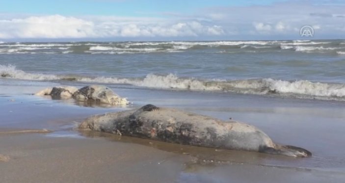 Hazar Denizi kıyısına vuran ölü fok sayısı artıyor
