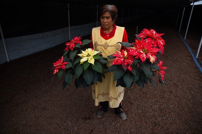Meksika'da poinsettia çiçeğine yoğun ilgi