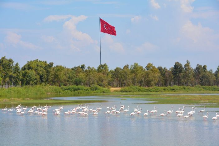 Aliağa’nın allı turnaları
