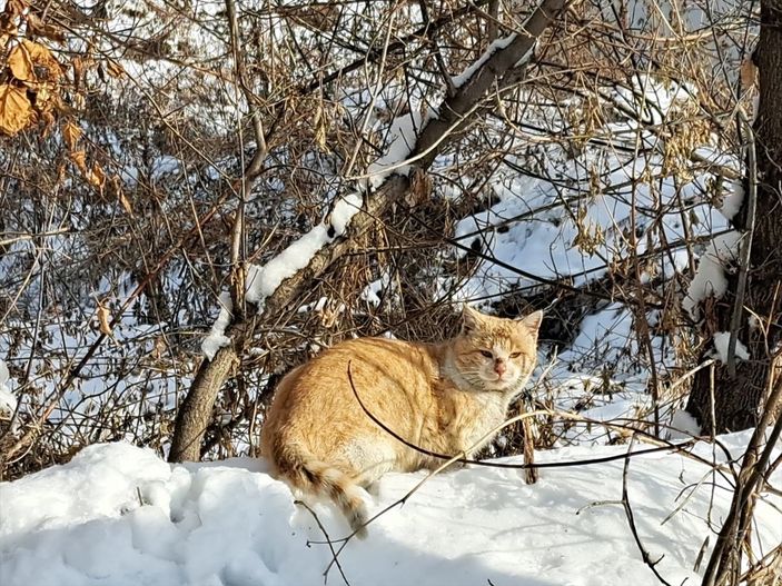 Doğu Anadolu'da soğuk hava