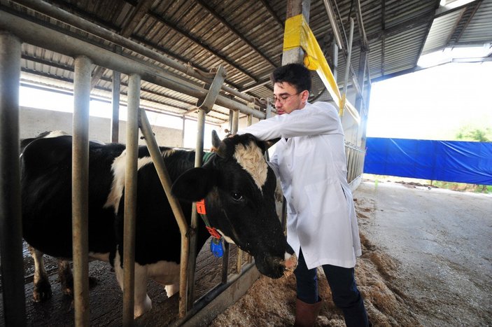 Bursa'da, çiftlik hayvanlarının mutluluk ve stresleri sensörle takip ediliyor