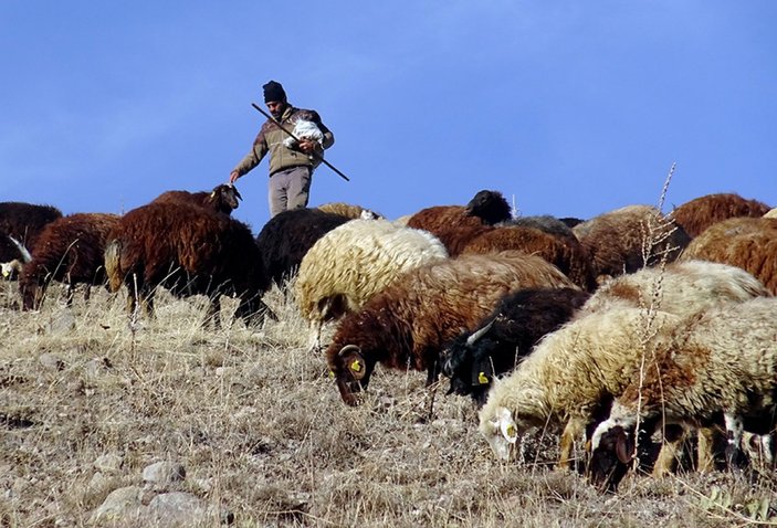 Karslı çoban merada doğan kuzuyu sırtında taşıyarak köye getirdi