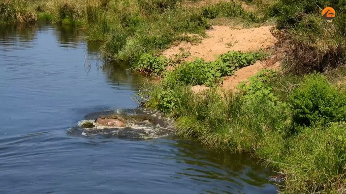 Turistler, timsahın antilop avını gözyaşlarıyla izledi