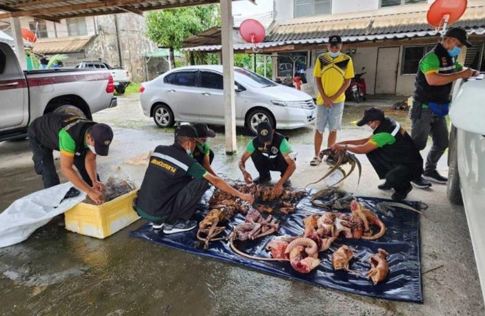 Tayland'da bir kadının aracından 68 kaçak hayvan cesedi çıktı