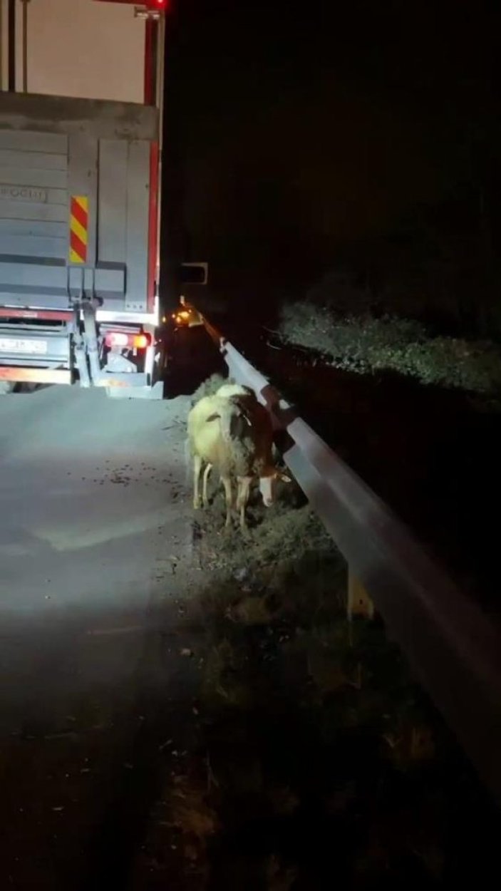 Sakarya'da alev alan araçtaki koyun ve keçiler son anda kurtarıldı