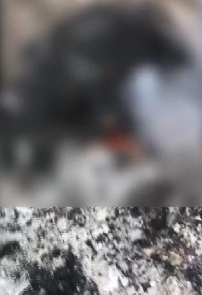Zeytinburnu’nda, bir köpek yakılarak öldürüldü 