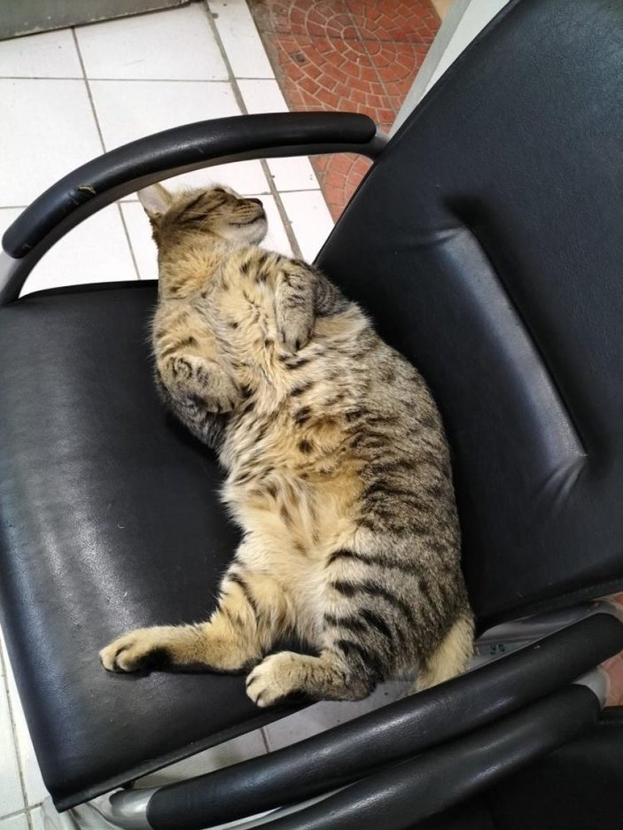 Antalya'da obez kedinin asma tavanı çökerttiği anlar kamerada
