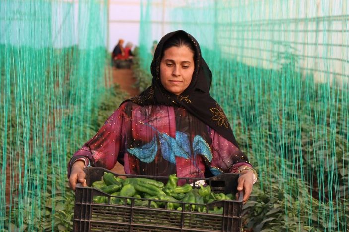 Şanlıurfalı kadınlar 2023'e isot hasadı ile başladı