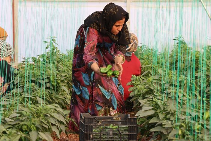 Şanlıurfalı kadınlar 2023'e isot hasadı ile başladı