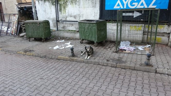Karabük'te sokak köpeği saldırısına uğradı 