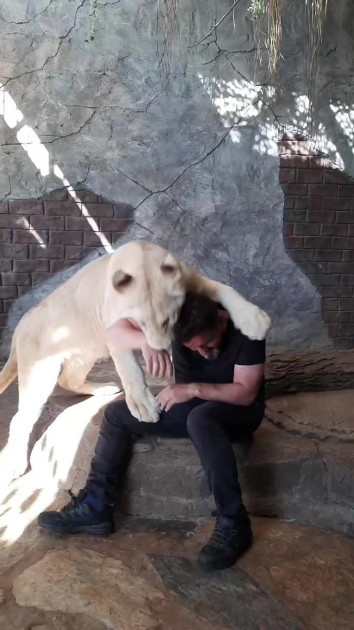 Tuzla’daki hayvanat bahçesinde, aslan Angel ile veterinerin dostluğu