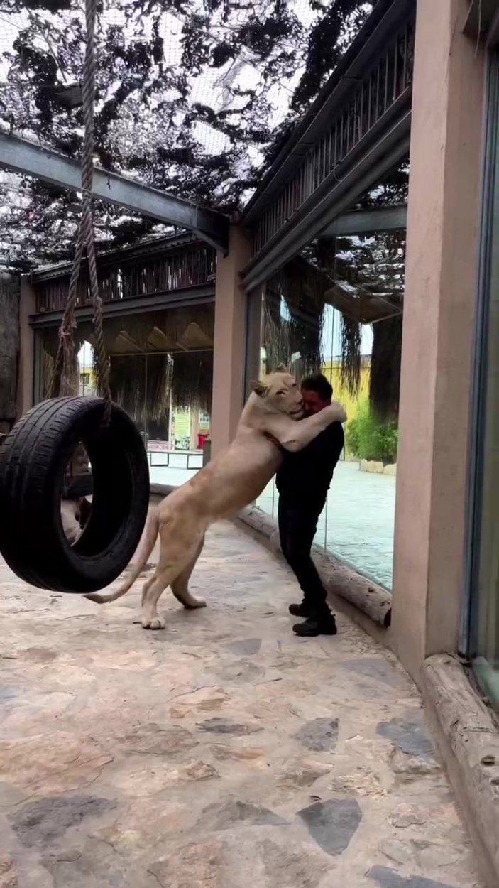 Tuzla’daki hayvanat bahçesinde, aslan Angel ile veterinerin dostluğu