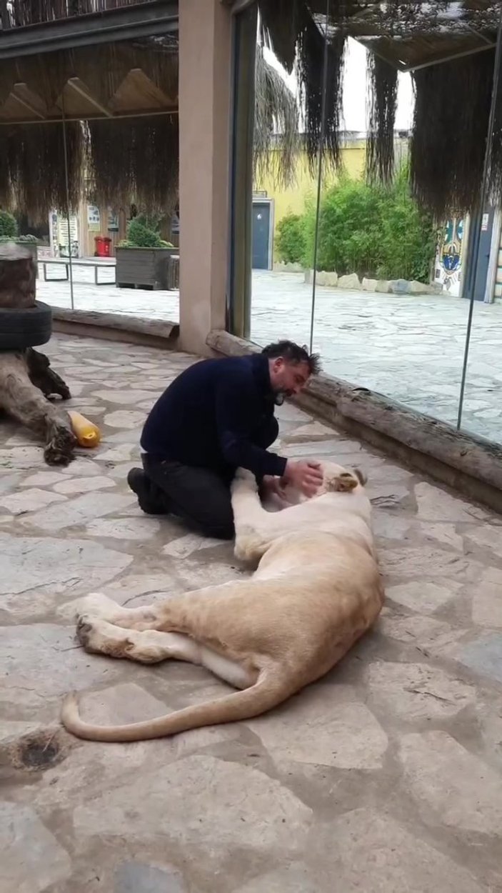 Tuzla’daki hayvanat bahçesinde, aslan Angel ile veterinerin dostluğu