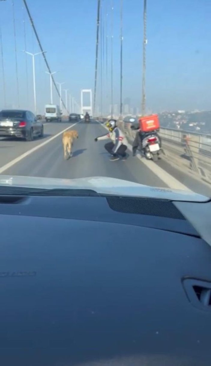15 Temmuz Şehitler Köprüsü'nde sokak köpeği görüldü