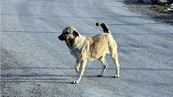 Sivas'ta çoban köpeğinin saldırdığı kadın ağır yaralandı 