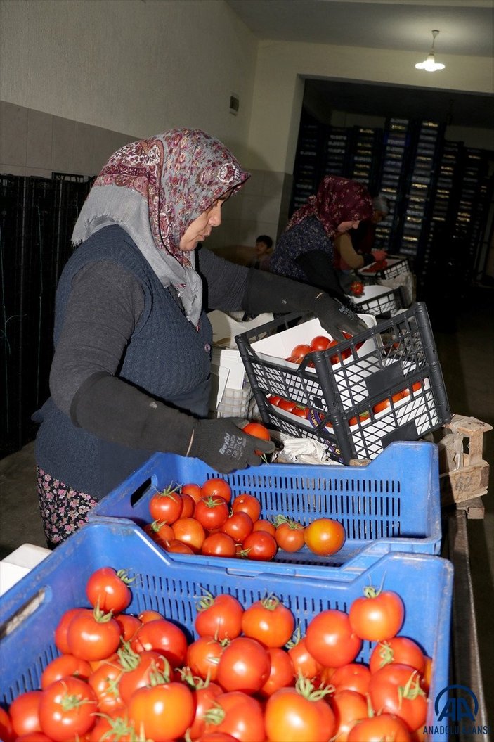 Muğla'dan 2022'de 60 bin ton domates ihraç edildi