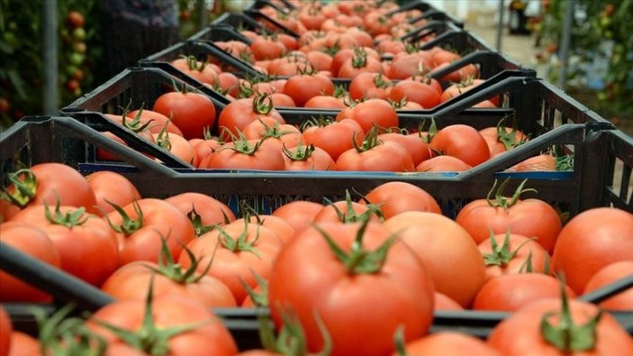 Muğla'dan 2022'de 60 bin ton domates ihraç edildi