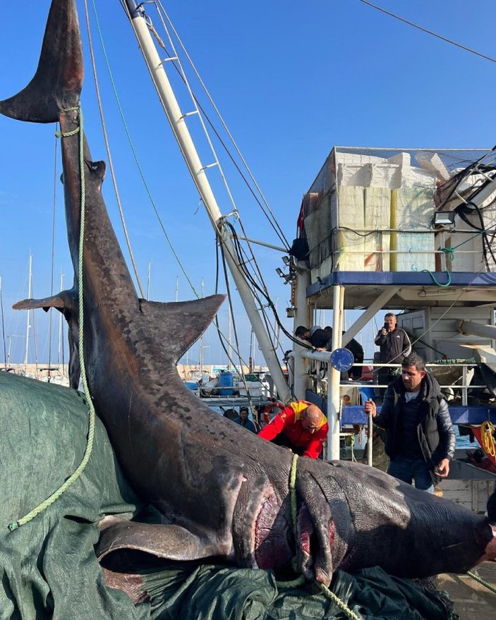 İzmir'de 10 metrelik köpek balığı ağa takıldı