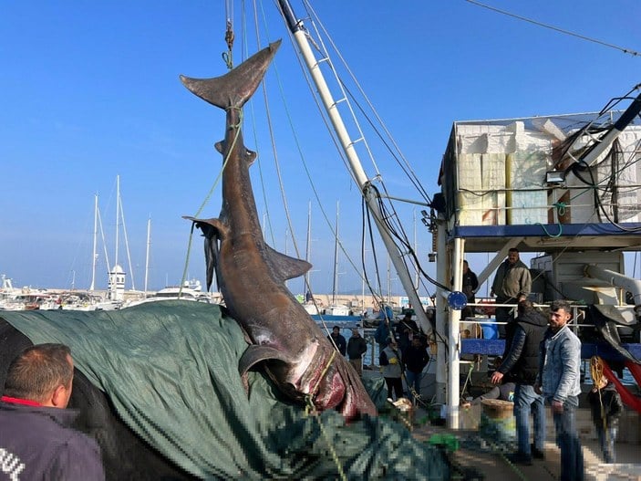 İzmir'de 10 metrelik köpek balığı ağa takıldı
