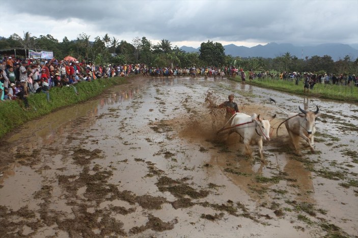 Endonezya'da geleneksel büyükbaş hayvan yarışı yapıldı