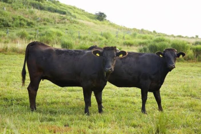 MasterChef'te şampiyonluk getiren