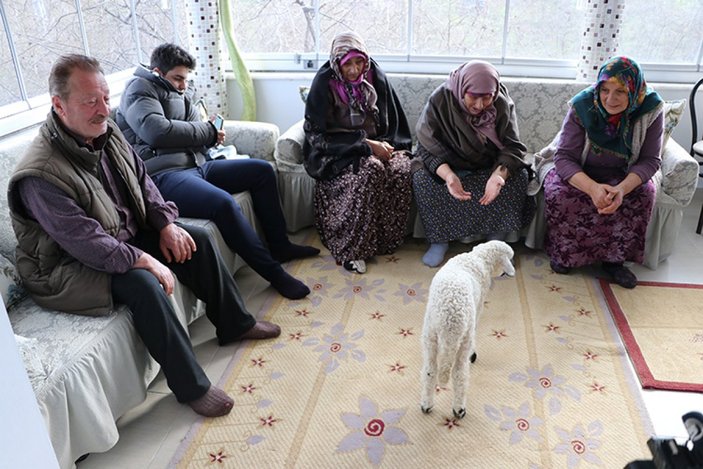 Trabzon'da bir haftalık kuzuya çocukları gibi bakıyorlar