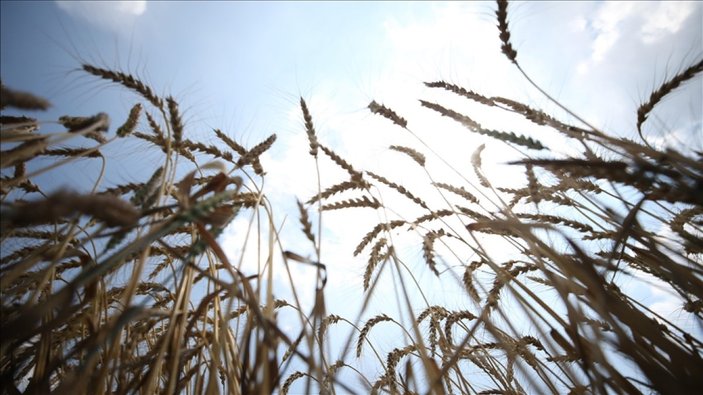 Mevlüt Çavuşoğlu: 5 milyon ton tahıl, Sahra Altı Afrika ülkelerine gönderildi