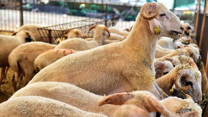 Kurban Vekaleti Nasıl Verilir, Alınır? Diyanet Açıkladı…