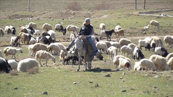 Devlet 30 bini hibe ediyor! Duyan koyunu keçiyi sıraya dizdi...