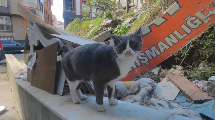 Sultangazi'de yavruları alınan üzgün kedi