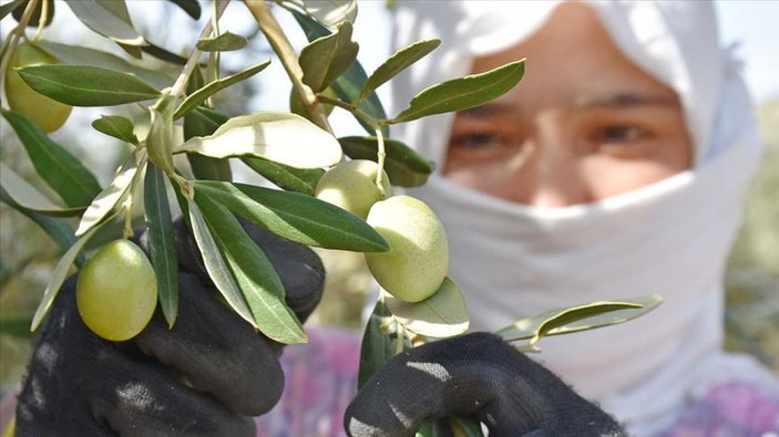 Sofralık zeytin ihracatı