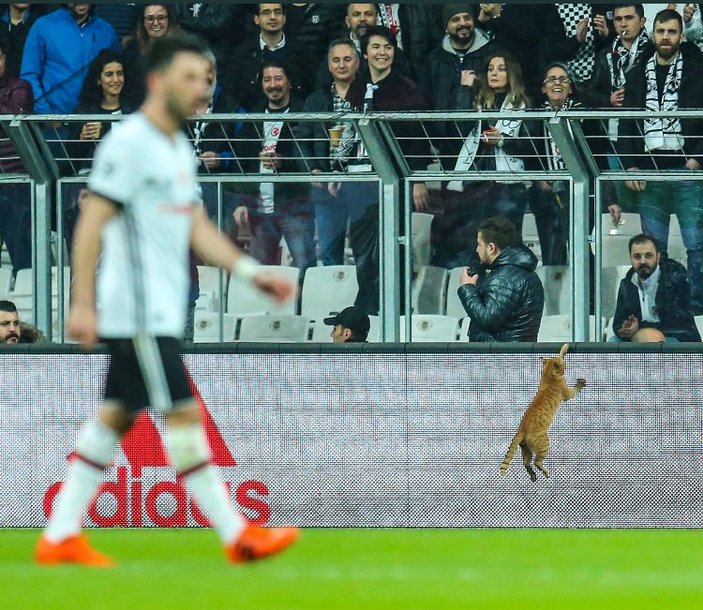 UEFA'dan Beşiktaş'a kedi cezası geliyor
