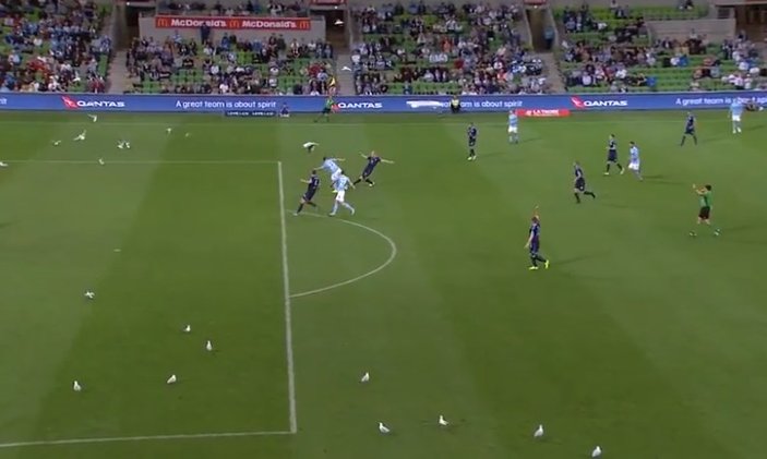 Melbourne City-Sydney FC maçını martılar bastı