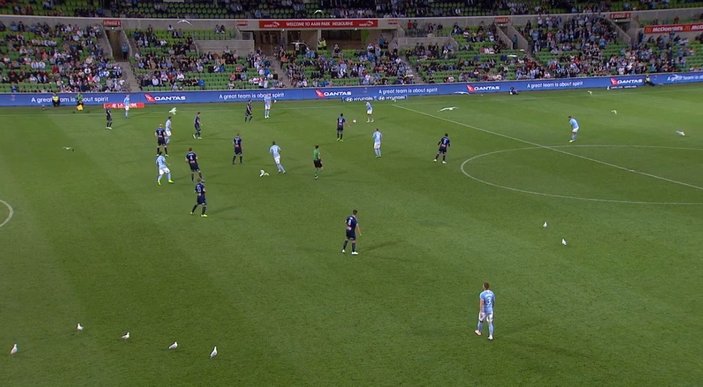 Melbourne City-Sydney FC maçını martılar bastı