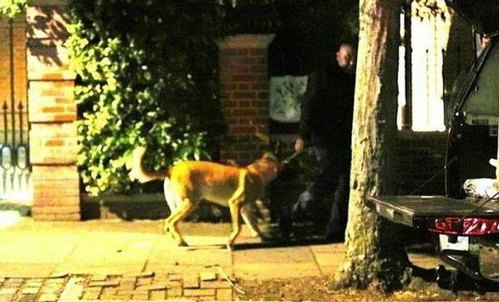 Mesut Özil, Kangal köpeklere güveniyor