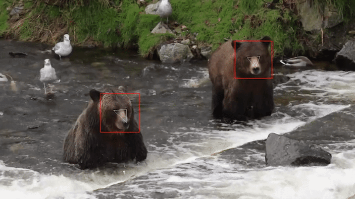 Yüz tanıma teknolojisi ayılara uyarlandı