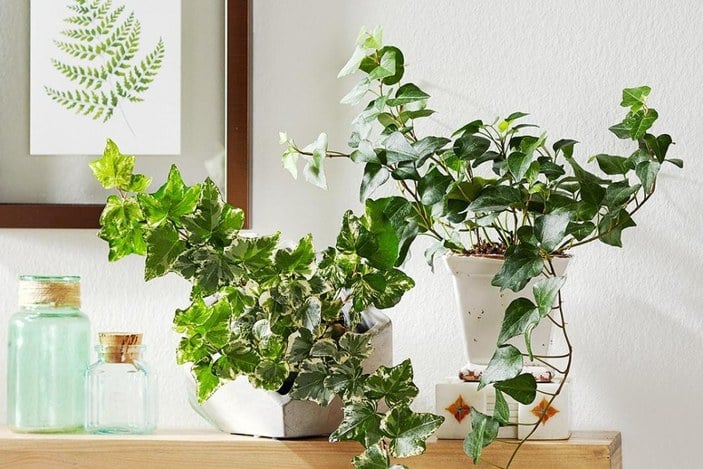 Evinizdeki nemi yok etmeye yarayan 10 bitki
