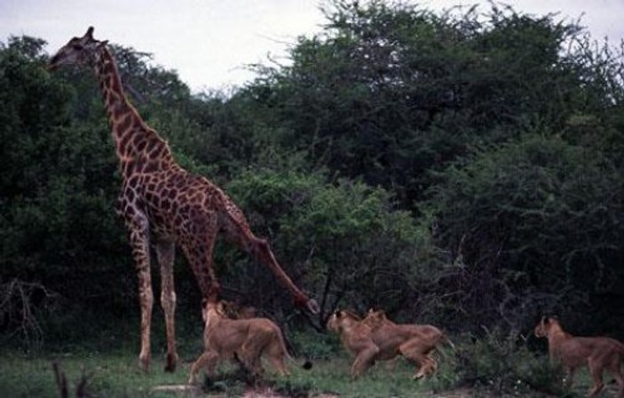 Aslan ailesinin zürafa avı