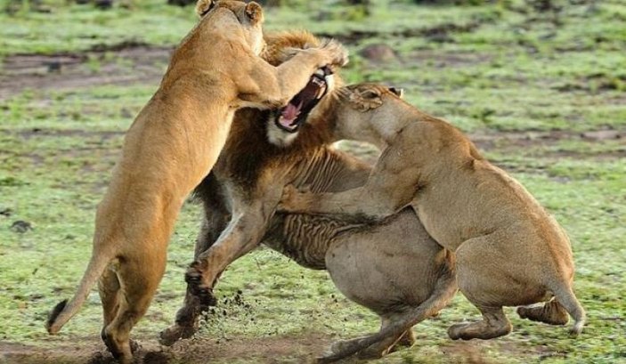 Yabancı aslan dişi aslanların saldırısına uğradı