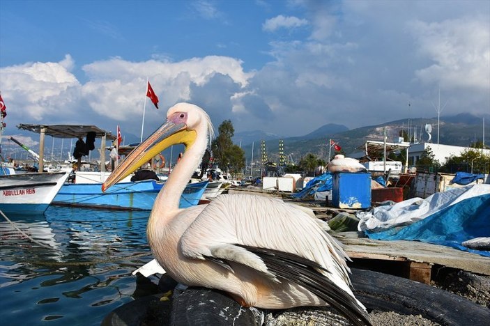 Balıkçı barınağı 2 pelikanın yuvası oldu