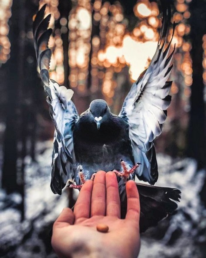 Finlandiyalı fotoğrafçıdan muhteşem vahşi yaşam fotoğrafları