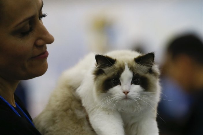 Rusya'da yüzlerce kedi fuarda buluştu