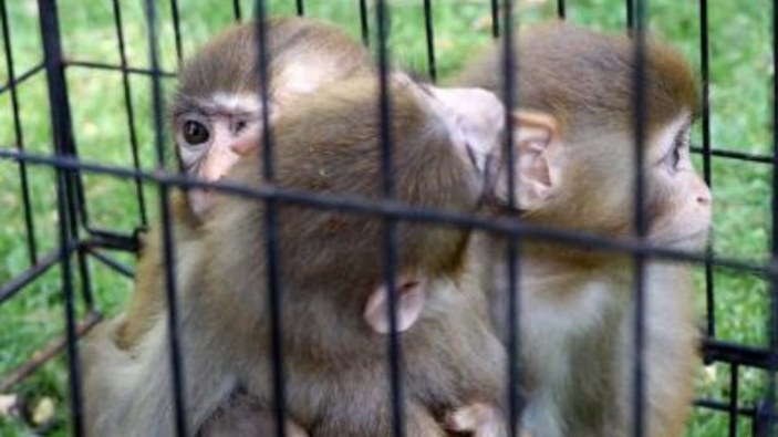 Gaziantep'te, kardeşlerinden ayrılamayan maymun