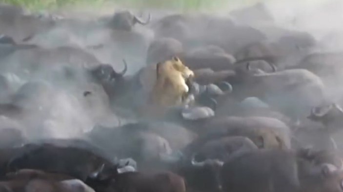 Bufalo sürüsü tek yakaladığı aslanı öldürdü