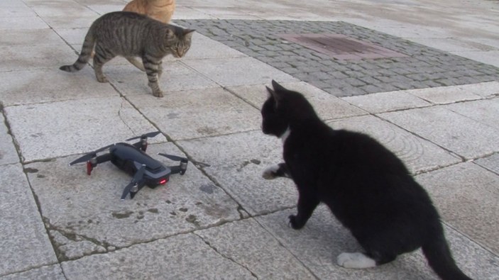 İstanbul'da kedilerin, drone ile imtihanı