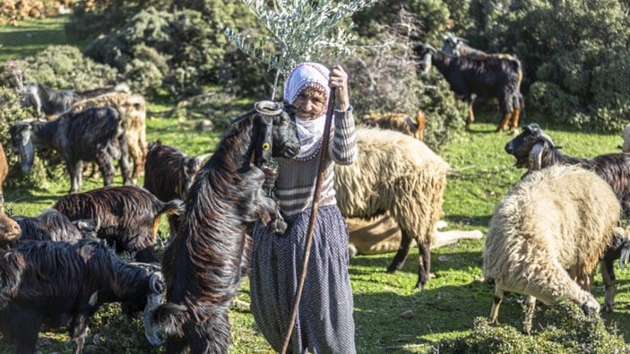 Hatay'da yarım asırdır çobanlık yapan Fatma Teyze
