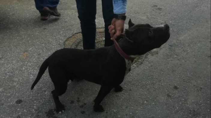 Manisa'da pitbull gezdirmek pahalıya patladı