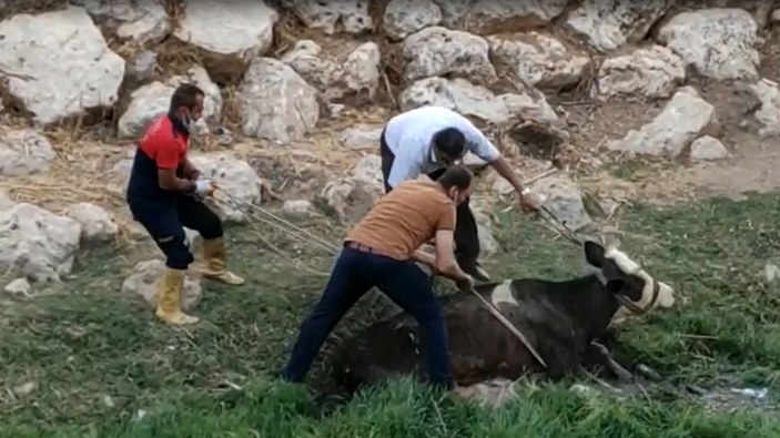 Mardin'de çamura saplanan inek, itfaiye tarafından kurtarıldı