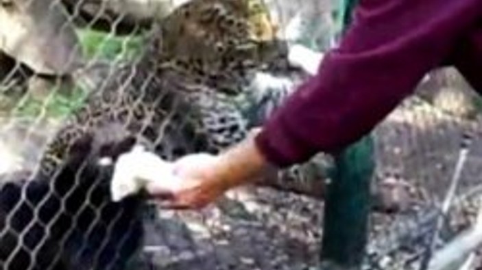 Leopara fare yedirirken elini kaptırdı - Video